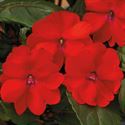 Afbeelding van Impatiens Sun Patiens P13 Scarlet